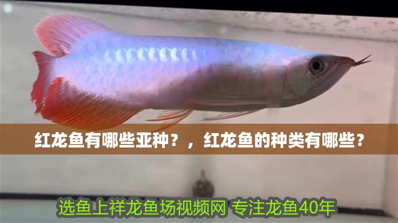 紅龍魚有哪些亞種？，紅龍魚的種類有哪些？