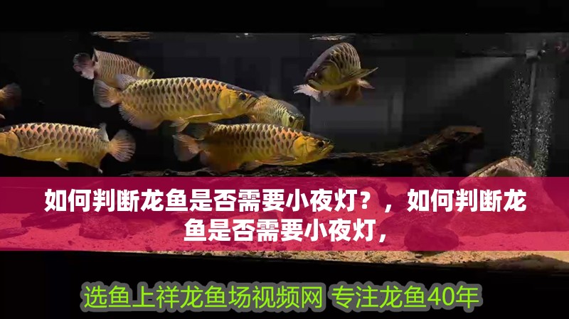 如何判斷龍魚是否需要小夜燈？，如何判斷龍魚是否需要小夜燈，