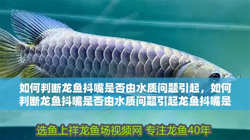 如何判斷龍魚抖嘴是否由水質問題引起，如何判斷龍魚抖嘴是否由水質問題引起龍魚抖嘴是否由水質問題引起