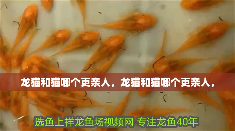 龍貓和貓哪個更親人，龍貓和貓哪個更親人，
