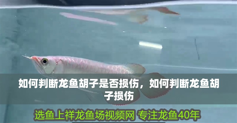 如何判斷龍魚胡子是否損傷，如何判斷龍魚胡子損傷