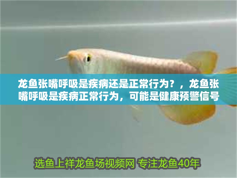 龍魚張嘴呼吸是疾病還是正常行為？，龍魚張嘴呼吸是疾病正常行為，可能是健康預警信號