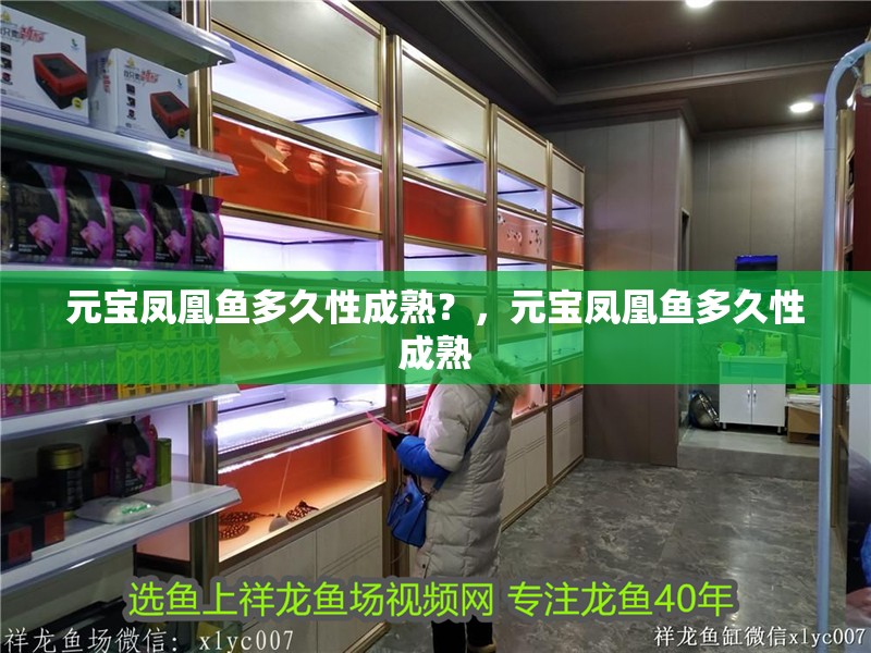 元寶鳳凰魚多久性成熟？，元寶鳳凰魚多久性成熟