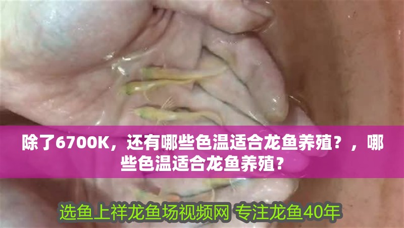 除了6700K，還有哪些色溫適合龍魚養(yǎng)殖？，哪些色溫適合龍魚養(yǎng)殖？