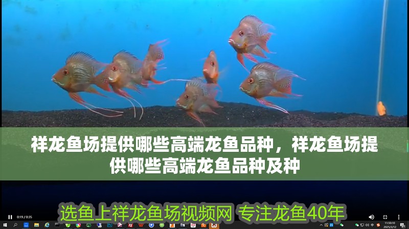 祥龍魚場提供哪些高端龍魚品種，祥龍魚場提供哪些高端龍魚品種及種