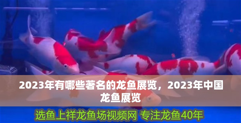 2023年有哪些著名的龍魚展覽，2023年中國龍魚展覽