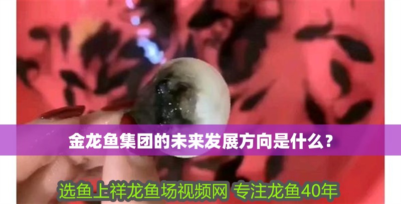 金龍魚集團的未來發展方向是什么？