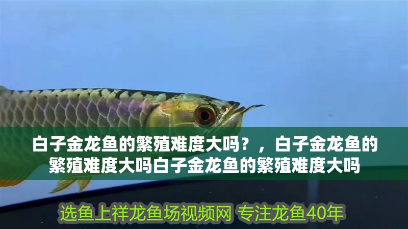 白子金龍魚的繁殖難度大嗎？，白子金龍魚的繁殖難度大嗎白子金龍魚的繁殖難度大嗎