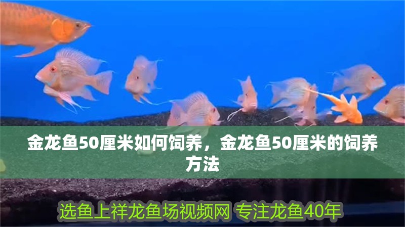 金龍魚50厘米如何飼養，金龍魚50厘米的飼養方法