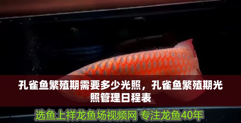 孔雀魚繁殖期需要多少光照，孔雀魚繁殖期光照管理日程表