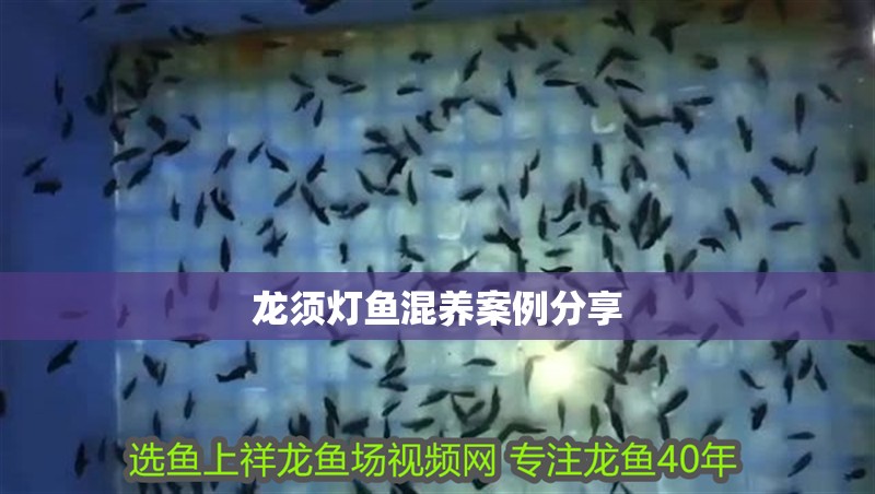 龍須燈魚混養案例分享