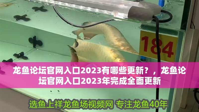 龍魚論壇官網入口2023有哪些更新？，龍魚論壇官網入口2023年完成全面更新