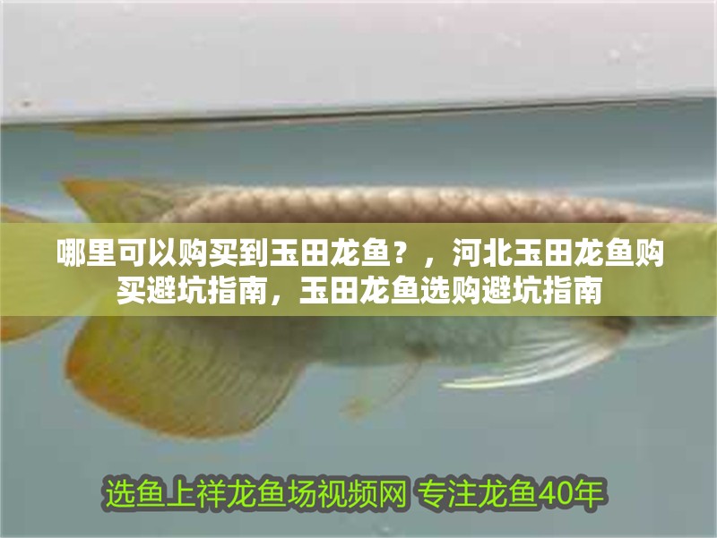 哪里可以購買到玉田龍魚？，河北玉田龍魚購買避坑指南，玉田龍魚選購避坑指南