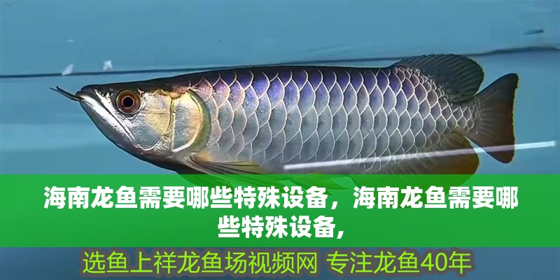 海南龍魚需要哪些特殊設備，海南龍魚需要哪些特殊設備,