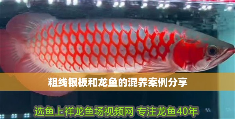 粗線銀板和龍魚的混養(yǎng)案例分享