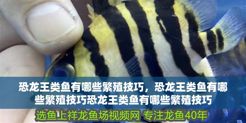 恐龍王類魚有哪些繁殖技巧，恐龍王類魚有哪些繁殖技巧恐龍王類魚有哪些繁殖技巧