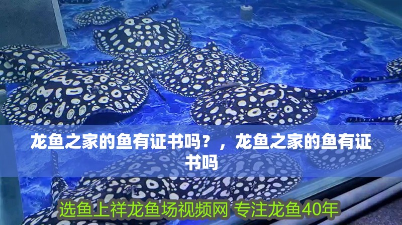 龍魚之家的魚有證書嗎？，龍魚之家的魚有證書嗎