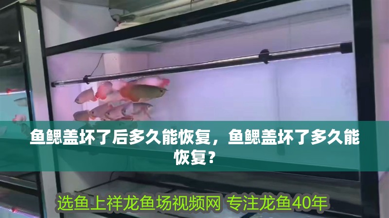 魚(yú)鰓蓋壞了后多久能恢復(fù)，魚(yú)鰓蓋壞了多久能恢復(fù)？
