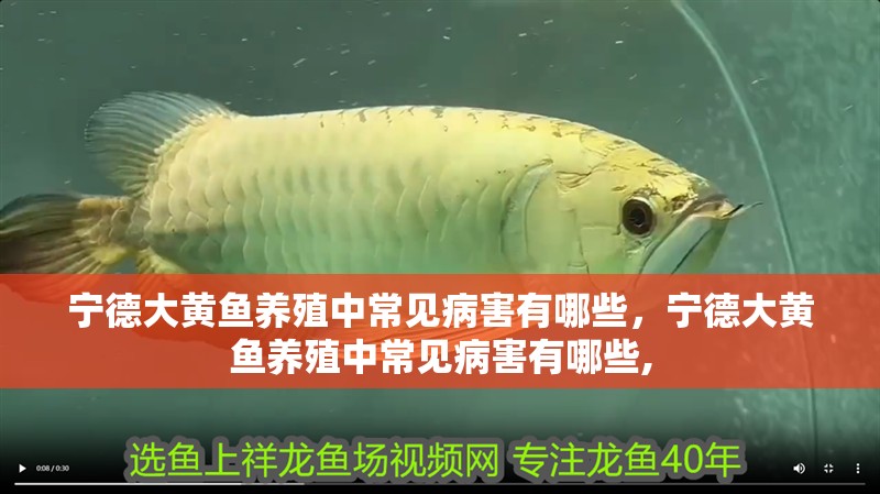 寧德大黃魚養(yǎng)殖中常見病害有哪些，寧德大黃魚養(yǎng)殖中常見病害有哪些,