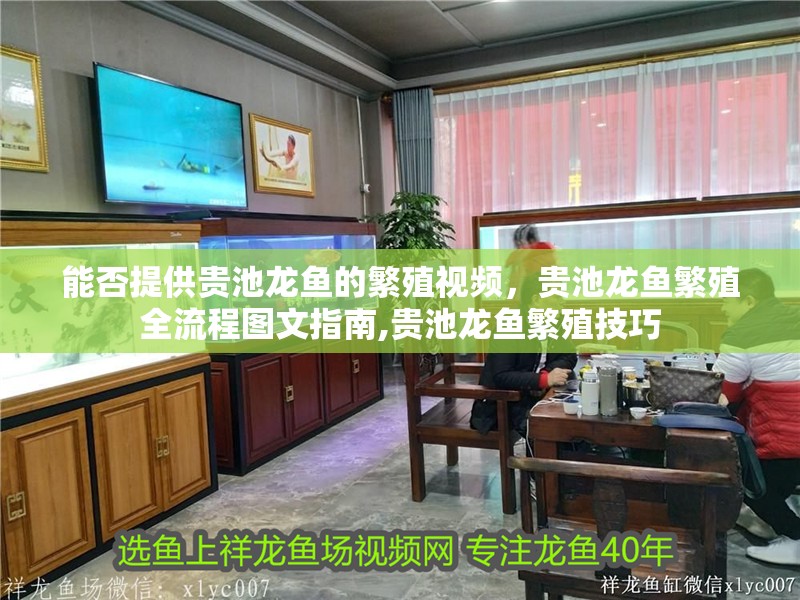能否提供貴池龍魚的繁殖視頻，貴池龍魚繁殖全流程圖文指南,貴池龍魚繁殖技巧