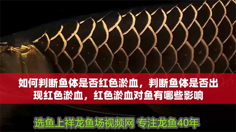 如何判斷魚體是否紅色淤血，判斷魚體是否出現紅色淤血，紅色淤血對魚有哪些影響