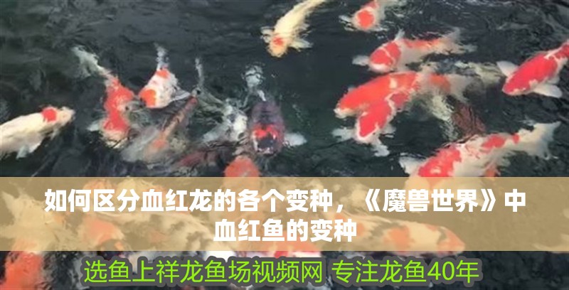 如何區(qū)分血紅龍的各個變種，《魔獸世界》中血紅魚的變種