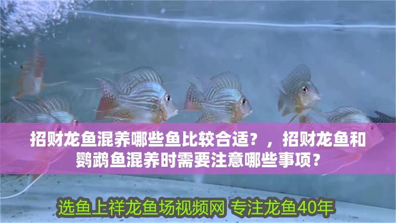 招財龍魚混養哪些魚比較合適？，招財龍魚和鸚鵡魚混養時需要注意哪些事項？