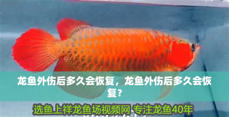 龍魚外傷后多久會恢復，龍魚外傷后多久會恢復？