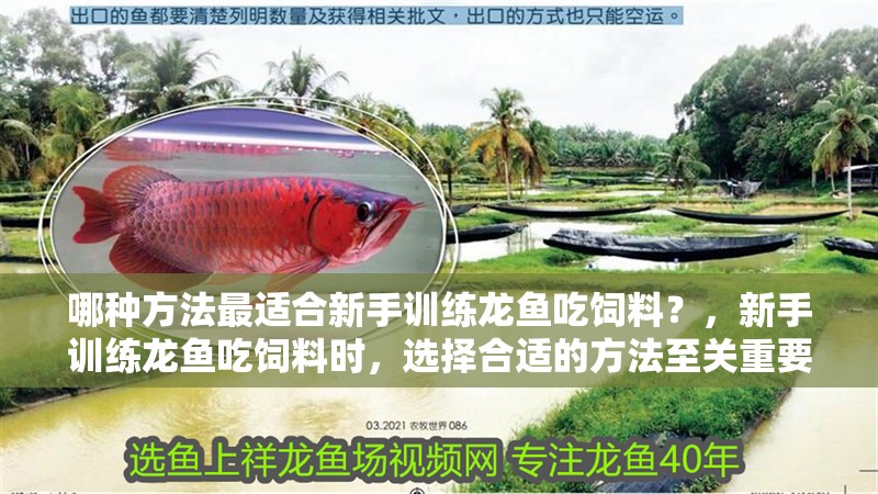 哪種方法最適合新手訓練龍魚吃飼料？，新手訓練龍魚吃飼料時，選擇合適的方法至關重要，至關重要