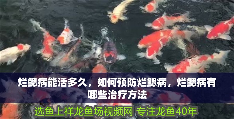 爛鰓病能活多久，如何預防爛鰓病，爛鰓病有哪些治療方法