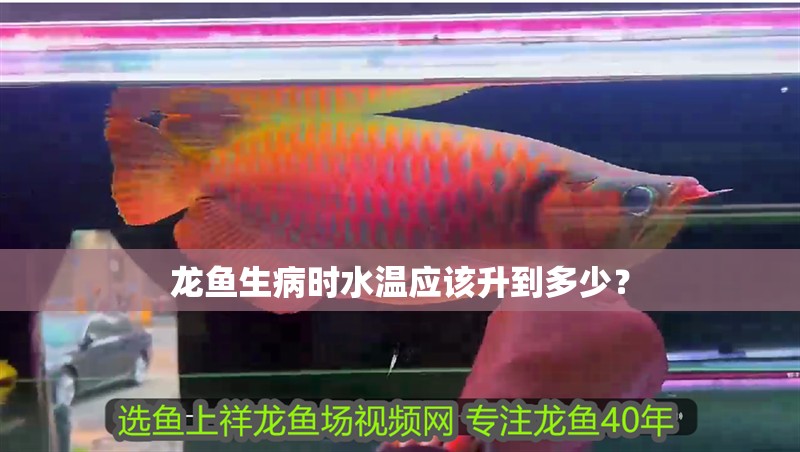 龍魚生病時水溫應該升到多少？