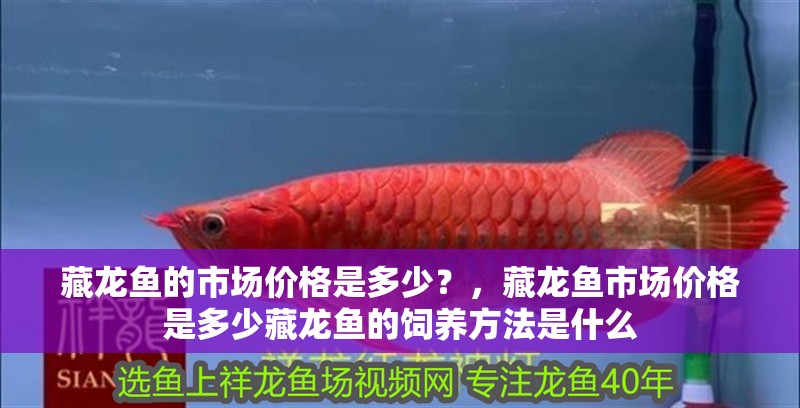 藏龍魚的市場價格是多少？，藏龍魚市場價格是多少藏龍魚的飼養方法是什么