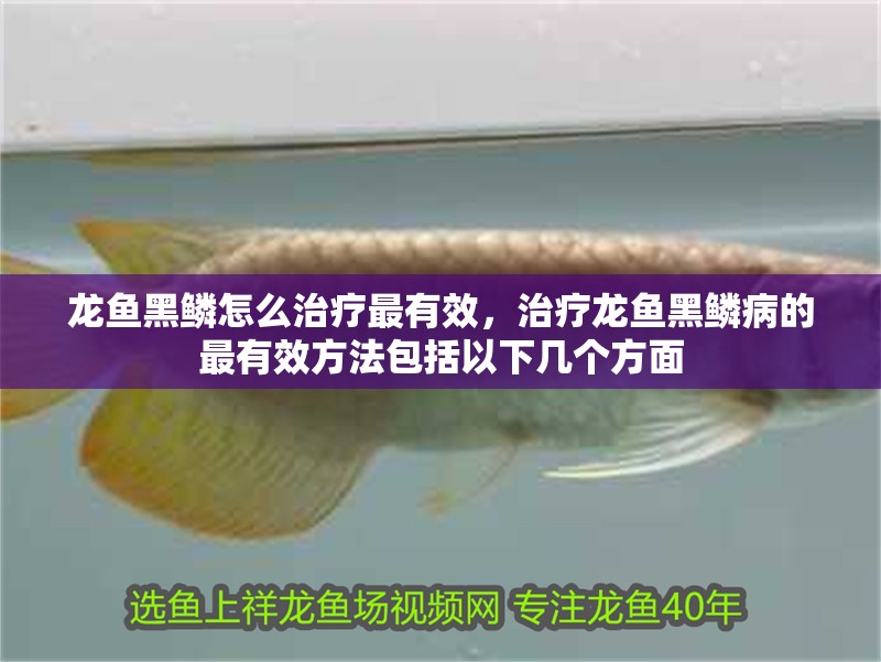 龍魚黑鱗怎么治療最有效，治療龍魚黑鱗病的最有效方法包括以下幾個方面