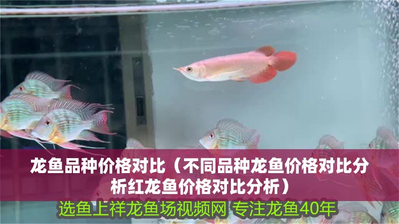 龍魚品種價格對比（不同品種龍魚價格對比分析紅龍魚價格對比分析）