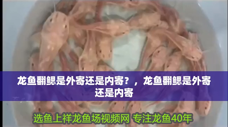 龍魚翻鰓是外寄還是內寄？，龍魚翻鰓是外寄還是內寄