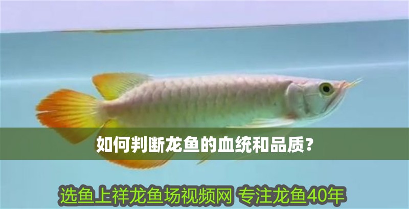 如何判斷龍魚的血統和品質？
