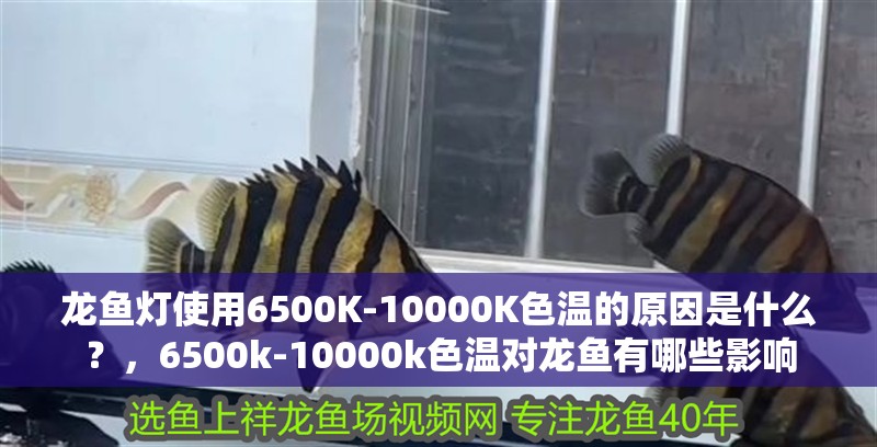 龍魚燈使用6500K-10000K色溫的原因是什么？，6500k-10000k色溫對龍魚有哪些影響