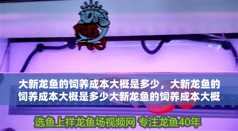 大新龍魚的飼養(yǎng)成本大概是多少，大新龍魚的飼養(yǎng)成本大概是多少大新龍魚的飼養(yǎng)成本大概是多少