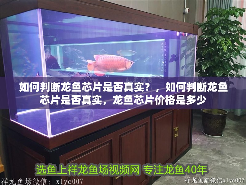 如何判斷龍魚芯片是否真實？，如何判斷龍魚芯片是否真實，龍魚芯片價格是多少