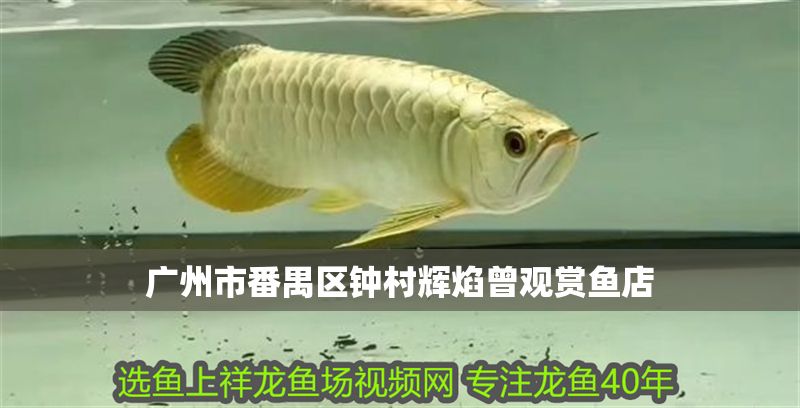 廣州市番禺區(qū)鐘村輝焰曾觀賞魚店