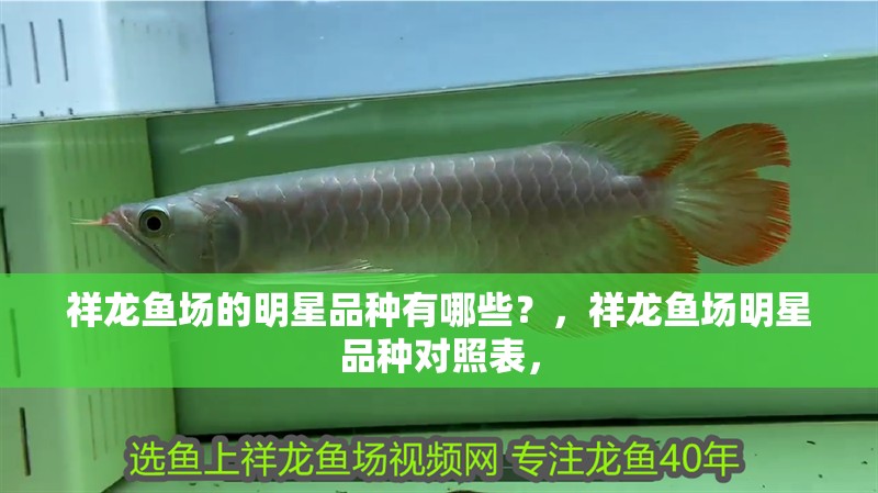 祥龍魚場的明星品種有哪些？，祥龍魚場明星品種對照表，