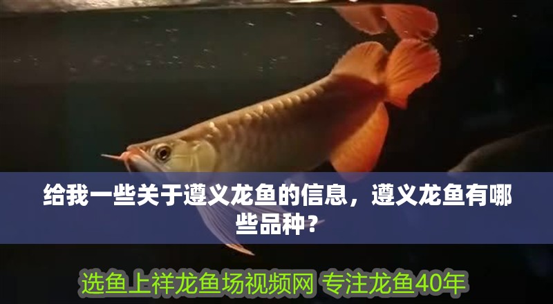 給我一些關于遵義龍魚的信息，遵義龍魚有哪些品種？