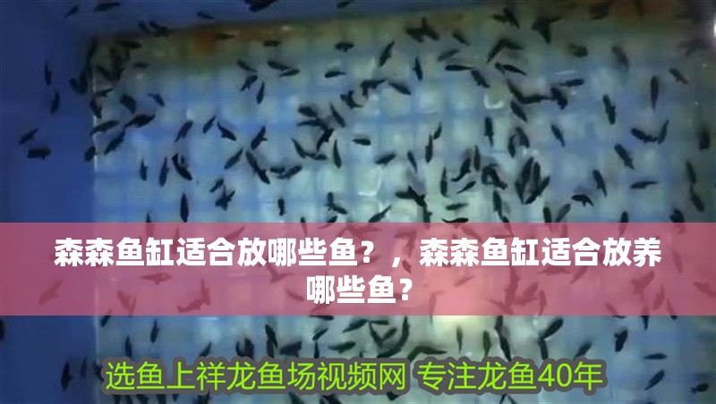 森森魚缸適合放哪些魚？，森森魚缸適合放養(yǎng)哪些魚？