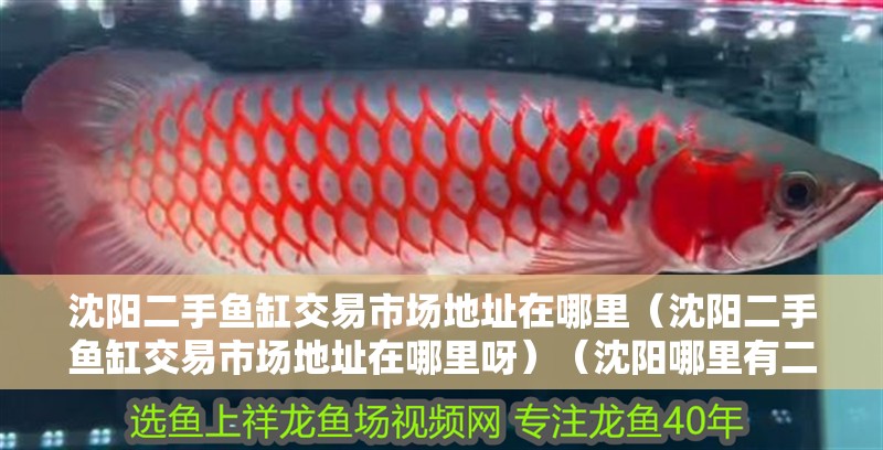 沈陽二手魚缸交易市場地址在哪里（沈陽二手魚缸交易市場地址在哪里呀）（沈陽哪里有二手魚缸可以出售？）