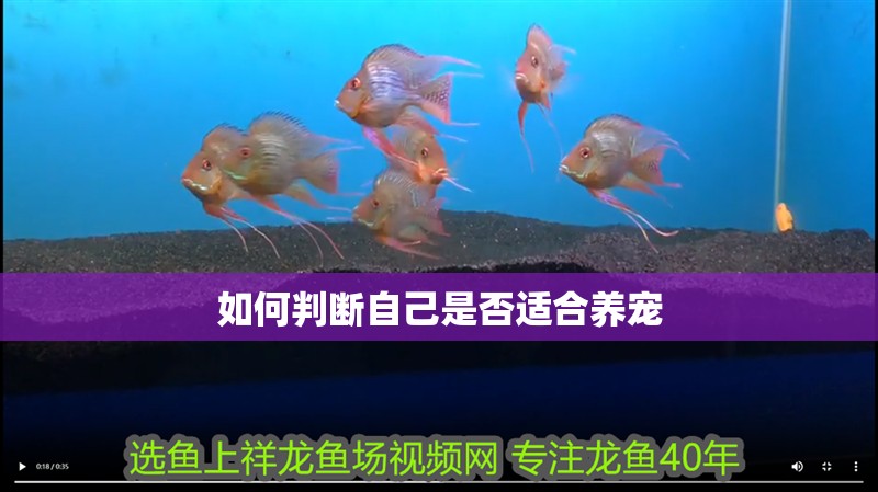 如何判斷自己是否適合養寵