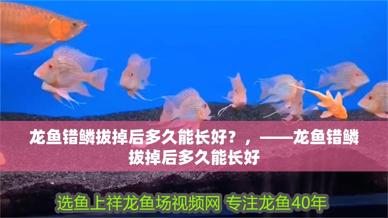 龍魚錯(cuò)鱗拔掉后多久能長(zhǎng)好？，——龍魚錯(cuò)鱗拔掉后多久能長(zhǎng)好