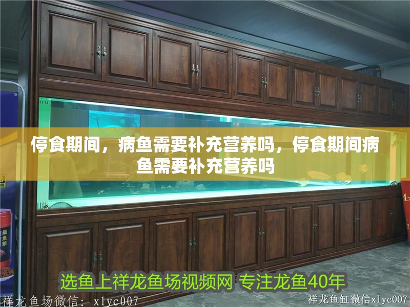 停食期間，病魚需要補充營養嗎，停食期間病魚需要補充營養嗎