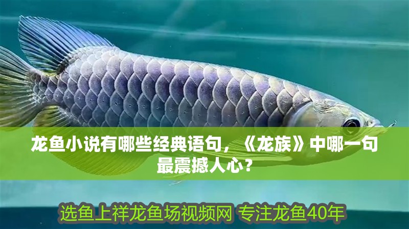 龍魚小說有哪些經典語句，《龍族》中哪一句最震撼人心？