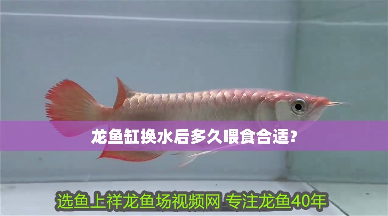 龍魚缸換水后多久喂食合適？