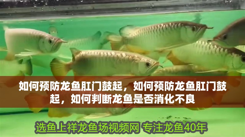 如何預防龍魚肛門鼓起，如何預防龍魚肛門鼓起，如何判斷龍魚是否消化不良
